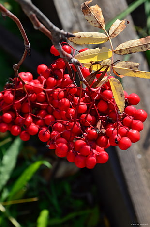 small round red fruits, berries, plants HD wallpaper