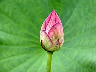 pink flower, sacred lotus