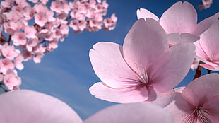 cherry blossom, flowers, cherry blossom, petals HD wallpaper