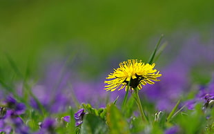 selective focus photography of yellow Dandelion flower