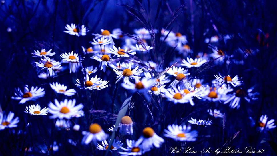 photo of white daisy flowers HD wallpaper