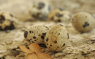 Quail eggs macro photography