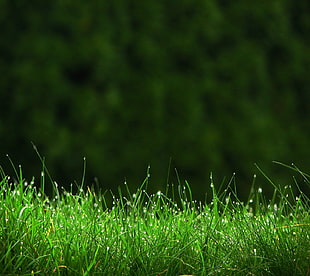 green grass, grass