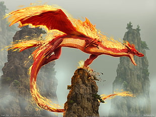 red fire dragon digital wallpaper, fire, dragon