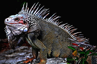gray bearded dragon, animals, nature, iguana
