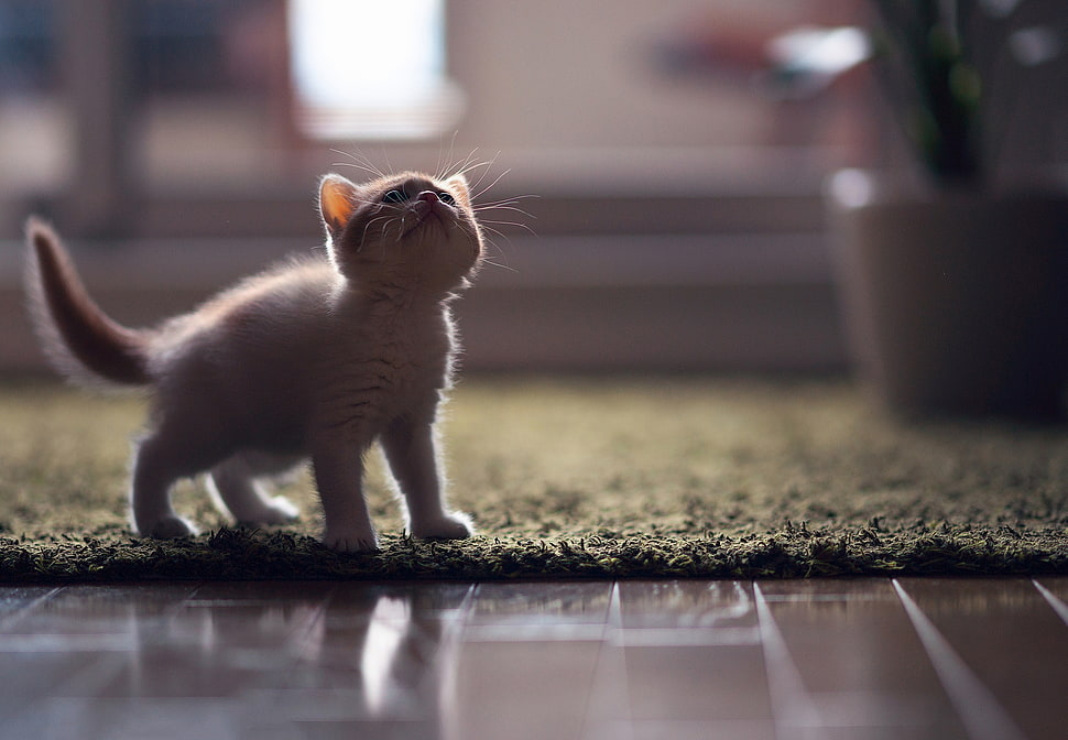 white kitten HD wallpaper