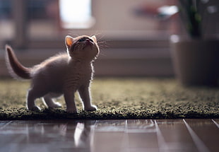 white kitten
