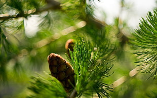 macro shot photography of pine cone HD wallpaper