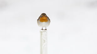white and brown bird standing on white surface