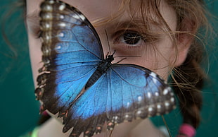 Ulysses butterfly, butterfly, insect, wings, children HD wallpaper