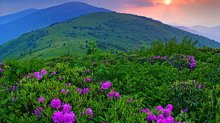 green grasses and pink flowers, landscape, flowers, mountains, purple flowers