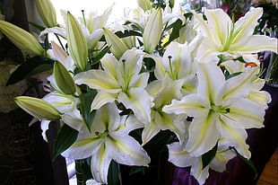 bouquet of white Lily flowers