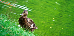 female mallard duck near body of water HD wallpaper
