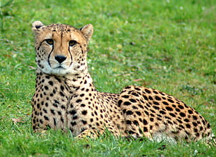 Cheetah on green grass HD wallpaper