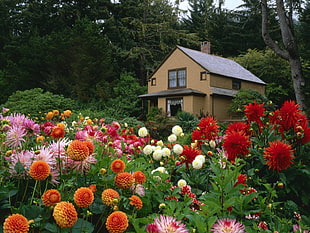 multicolored Mums flowers and brown house during daytime