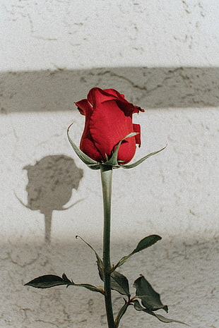 red rose flower, Rose, Red, Bud HD wallpaper