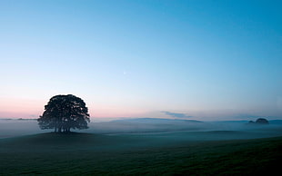 landscape photography of fogs and tree