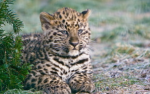 brown and black leopard cub HD wallpaper