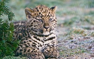 brown and black leopard cub
