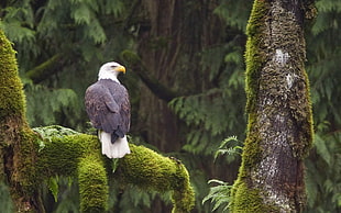 white and gray bald eagle, nature, animals, wildlife, birds