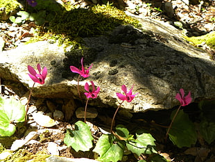 five pink petal flowers near boulder