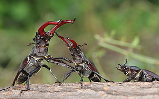 two red-and-black beetle fighting beside female beetle