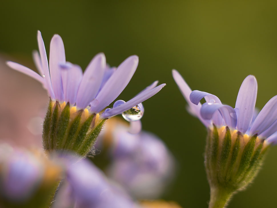 tilt lens photography of purple flowers HD wallpaper