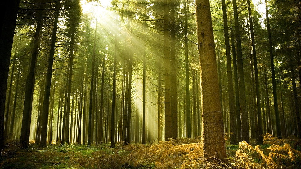 brown-and-green trees, landscape, nature, forest, sun rays HD wallpaper