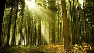 brown-and-green trees, landscape, nature, forest, sun rays