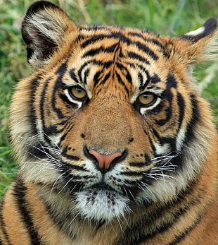 closeup of Tiger