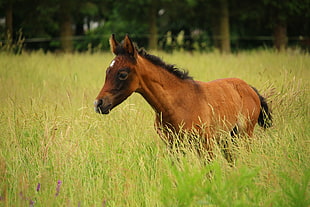 brown horse on green field