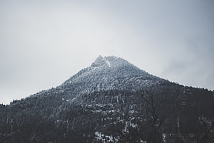 green trees, Alps, mountains, snow, mist HD wallpaper