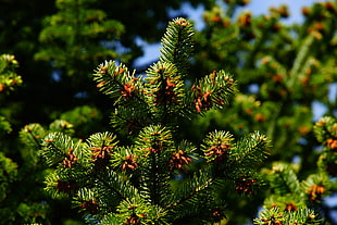 close up photo of green linear leaf plant