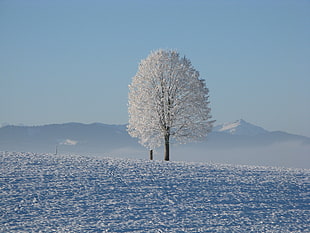 white tree on mountain during winter season