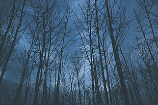 bare trees, Trees, Fog, Sky HD wallpaper