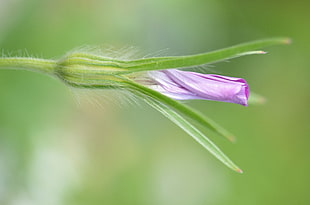 close-up photography of unblooming purple petaled flower with green leaves