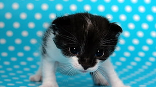 short-furred white and black kitten