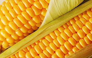 white corn cobs HD wallpaper
