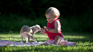 baby in red sleeveless top sitting on grass field with tan smooth Chihuahua