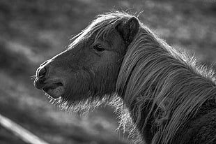 grayscale photo of horse
