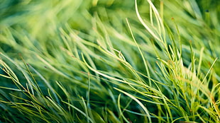 green grass, grass, nature, macro, plants HD wallpaper