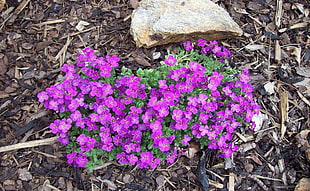 photo of purple petal flower