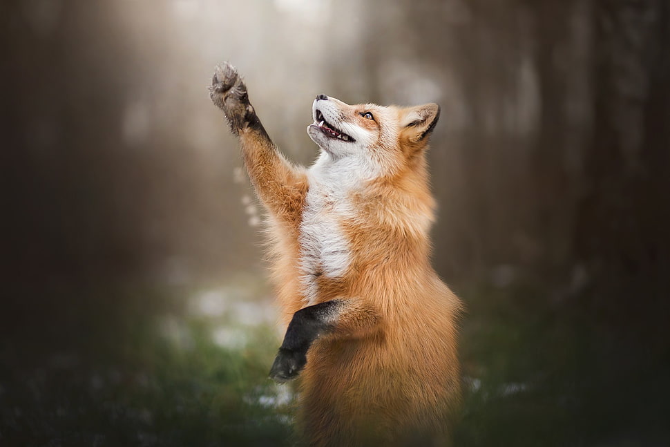 brown fox, fox, animals, wildlife, nature HD wallpaper