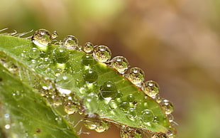 macro photography of droplets of water HD wallpaper