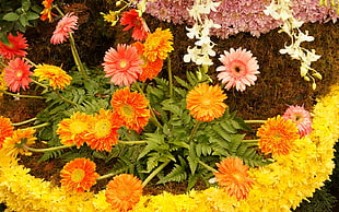 photography of yellow, pink, and red Gerbera flowers HD wallpaper