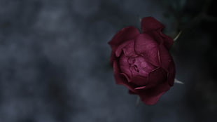 photography of red Rose