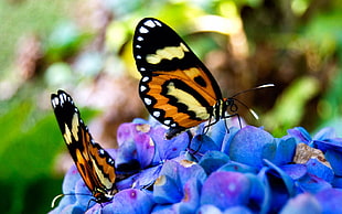selective focus photography of two brown-and-black butterflies on purple flowers