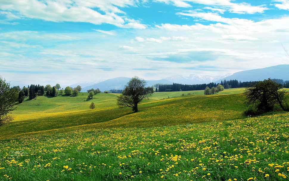 yellow field of flower with trees HD wallpaper
