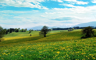 yellow field of flower with trees