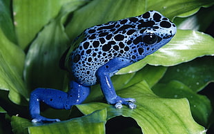 still life photo of blue frog